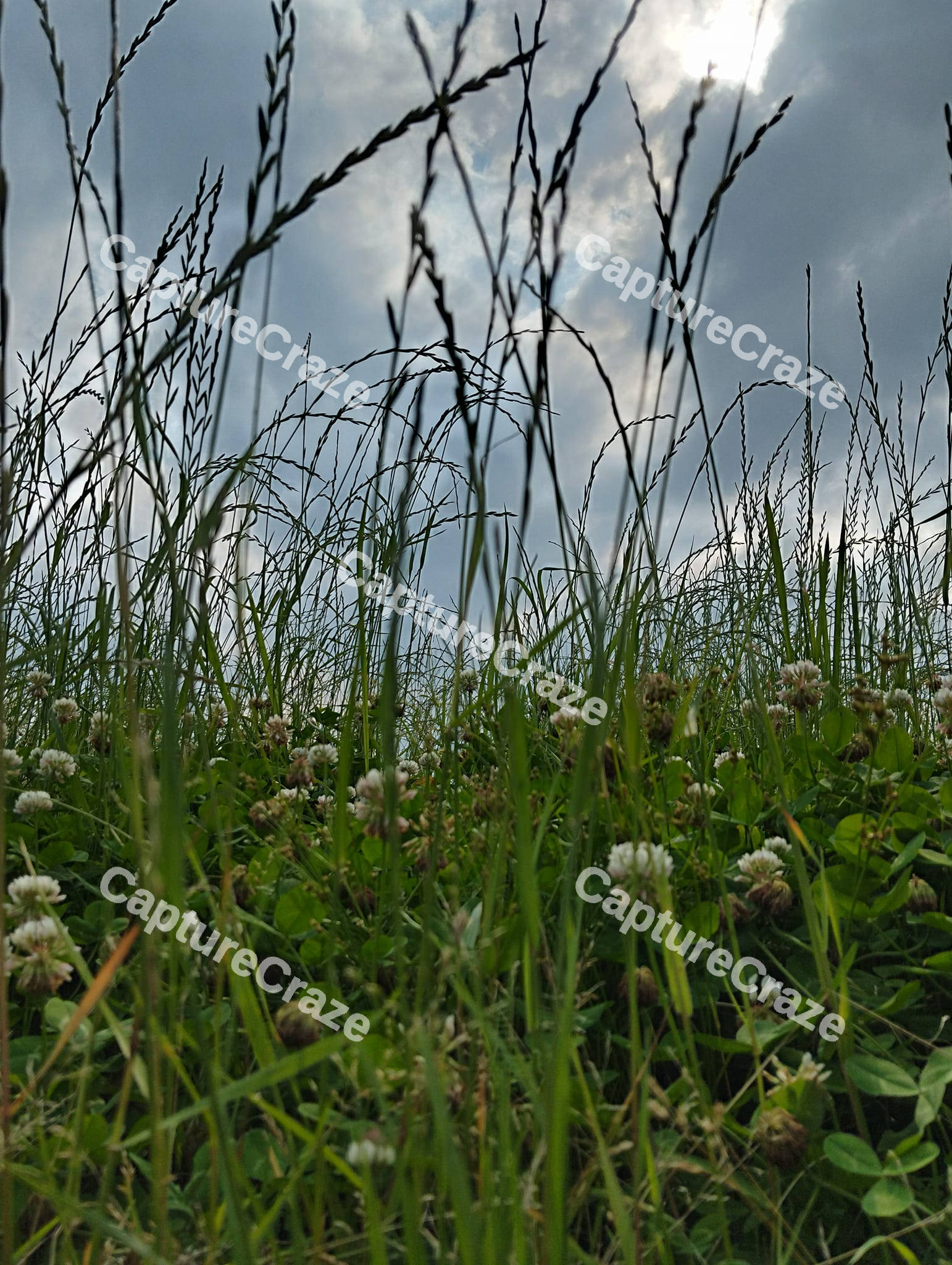 Autumn Moor Grass